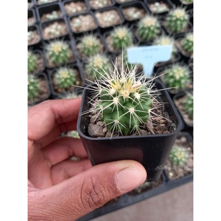 (ลดเพิ่ม 50% สูงสุด 100 ใส่โค้ด INCLV33) 🌵🌵🌵ถังทอง แคคตัส🌵🌵🌵🌵