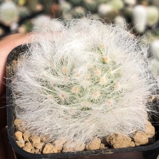 😻😻Mammillaria Guelzowiana LAU 640 แมมลูกแมวไร้หนาม ขนขาวนิ่มปุยสุด จับแล้วนุ่มละมุนมือ🥰