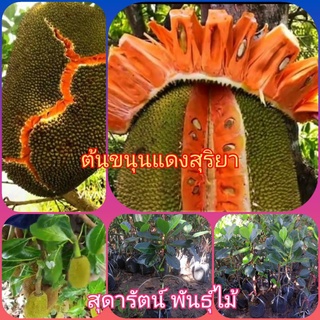 ต้นขนุนแดงสุริยา(รับประกันสินค้าชำรุดเครมฟรี)