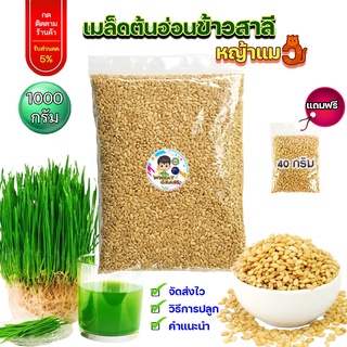 ภาพหน้าปกสินค้าเมล็ดข้าวสาลี  ขนาด 1 กิโลกรัม ราคาถูก เกรดนำเข้า หญ้าแมว อัตราการงอกสูง เมล็ดต้นอ่อนข้าวสาลี Aus Wheat ที่เกี่ยวข้อง