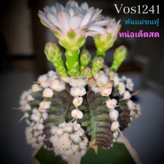 หน่อเด็ดสดVOS1241⭐แรร์ไอเทม ขนฟู⭐ขนาด1.5-2cm.ใช้กราฟ💥ไม้ใหม่💥