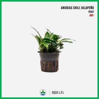 [APC] Anubias chili jalapeno (อนูเบียสชิลลี่) [ไม้น้ำ - Aquatic Plant] PS597