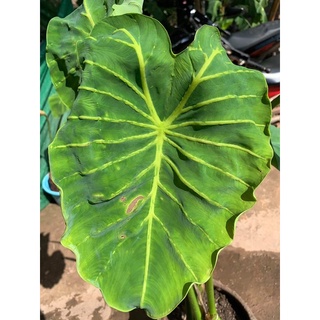 colocasia yellow widow หน้ากากราชินีฟาโรห์