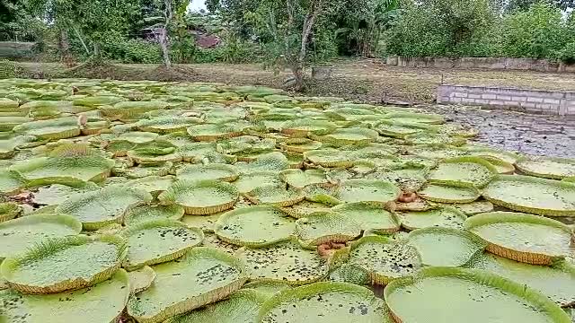 เมล็ดพันธุ์บัวยักษ์-บัวกระด้ง-บัววิกตอเรีย