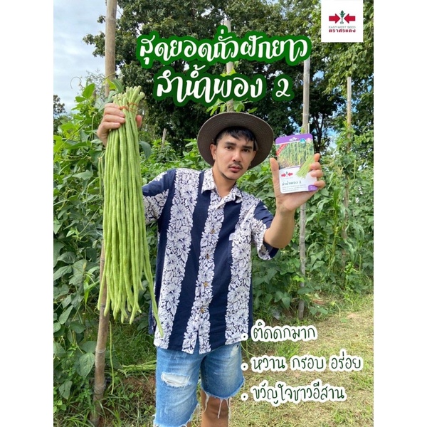 ขายส่ง154-เมล็ดพันธุ์ถั่วฝักยาว-กระป๋อง-100g-yard-long-bean-seeds-ลำน้ำพอง-ลำน้ำชี-เมล็ดพันธุ์ผัก-ตราศรแดง-ลำน้ำพอง2