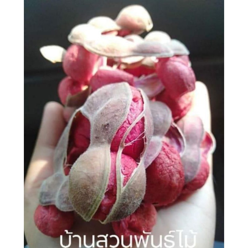 ต้นมะขามเทศหวาน-พันธุ์สีชมพู