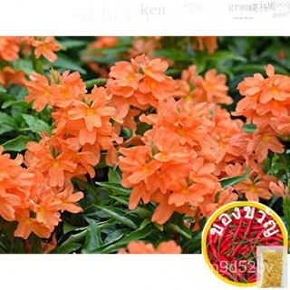 Crossandra ORANGE Plant/firecracker flower/crossandra rha/son Tree EWIP