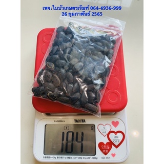 เมล็ดเหรียง น้ำหนัก 100 กรัม (จำนวนประมาณ 175 เมล็ด +/- 10 เมล็ด เป็นเมล็ดขนาดกลาง)