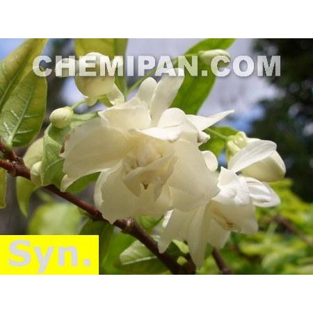 chemipan-หัวน้ำหอม-กลิ่นดอกโมก-moke-fragrance-25g