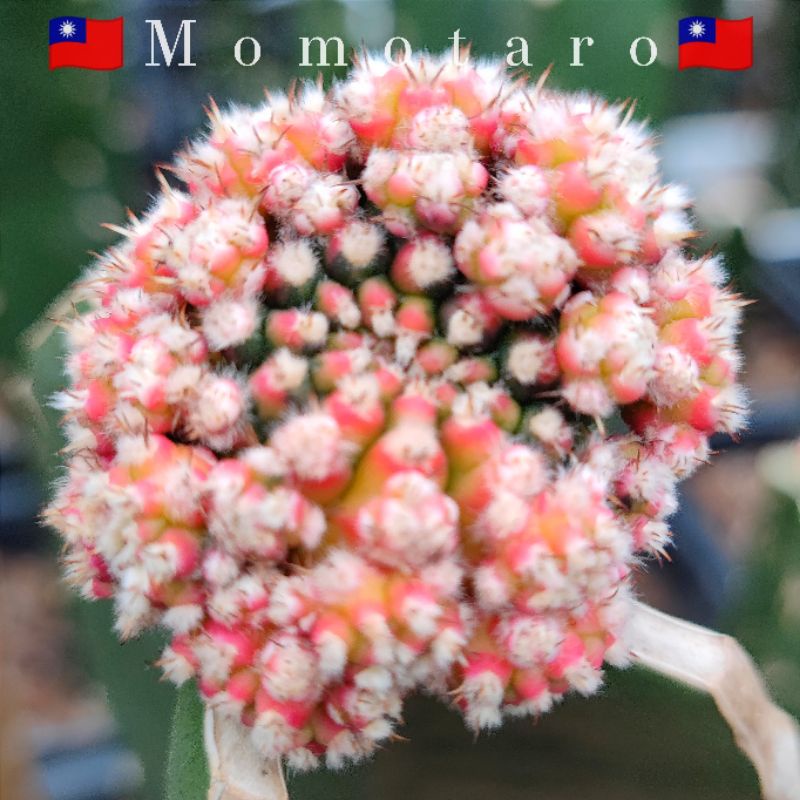 momotaro-ไม้กราฟ-หน้าไม้สวย-ต้นกราฟ5เดือน