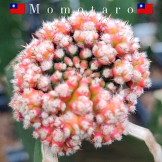 Momotaro🇹🇼ไม้กราฟ หน้าไม้สวย ต้นกราฟ5เดือน