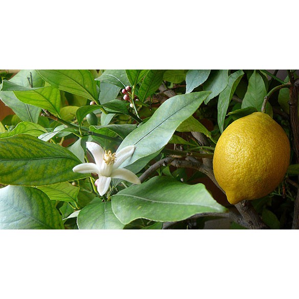 ออสเตรเลียน เลมอน (australian Lemon) | Shopee Thailand