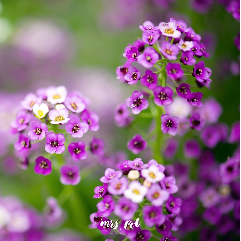 เมล็ดดอกไม้กินได้-rosie-o-day-alyssum