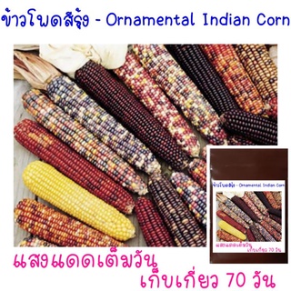 4เมล็ด เมล็ดพันธุ์ ข้าวโพดสีรุ้ง Ornamental Indian Corn