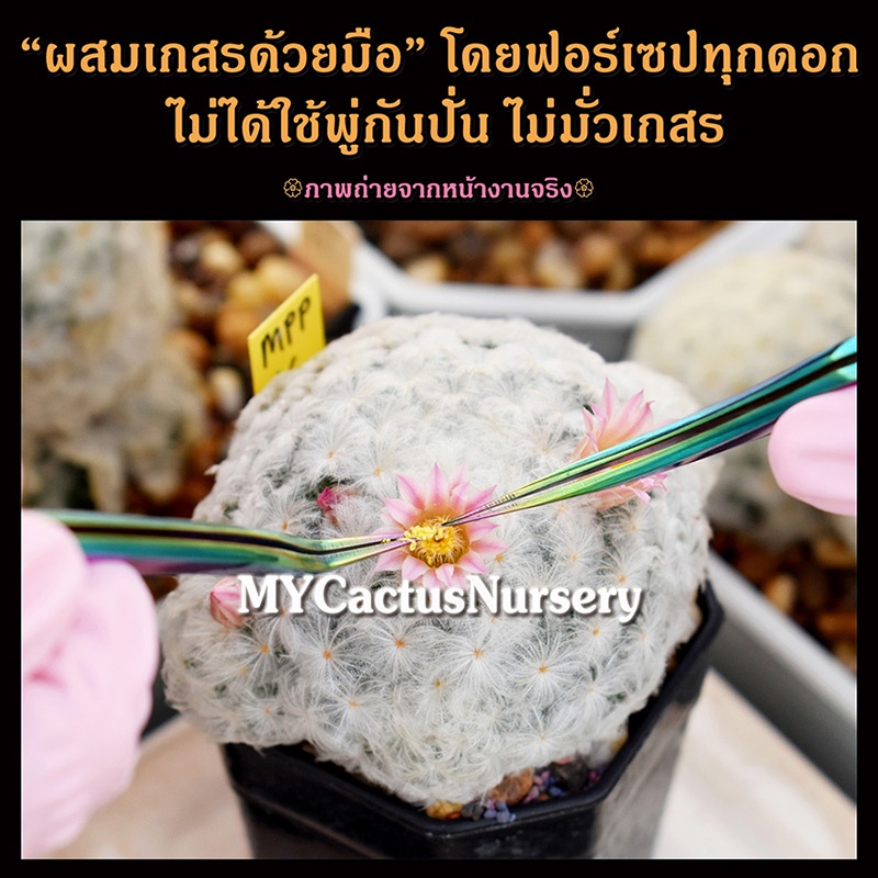 ภาพสินค้าเมล็ดแมมขนนกญี่ปุ่นดอกชมพู, Mammillaria Plumosa Seeds, เมล็ดขนนกขาวขนร่ม, เมล็ดขนนกขนร่มหุบ, เมล็ดแมมขนนกขาวดอกชมพู จากร้าน mycactusnursery บน Shopee ภาพที่ 5
