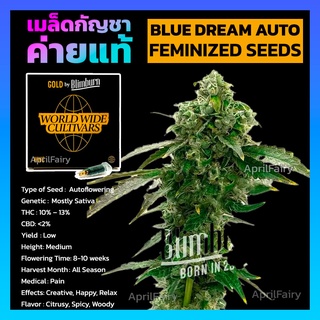 เมล็ดพันธุ์กัญชา นอก บลูดรีม ออโต้ เพศเมีย ค่าย Blimburnseeds ของแท้ 100% แบ่งขาย Blue Dream FEMINIZED AUTO