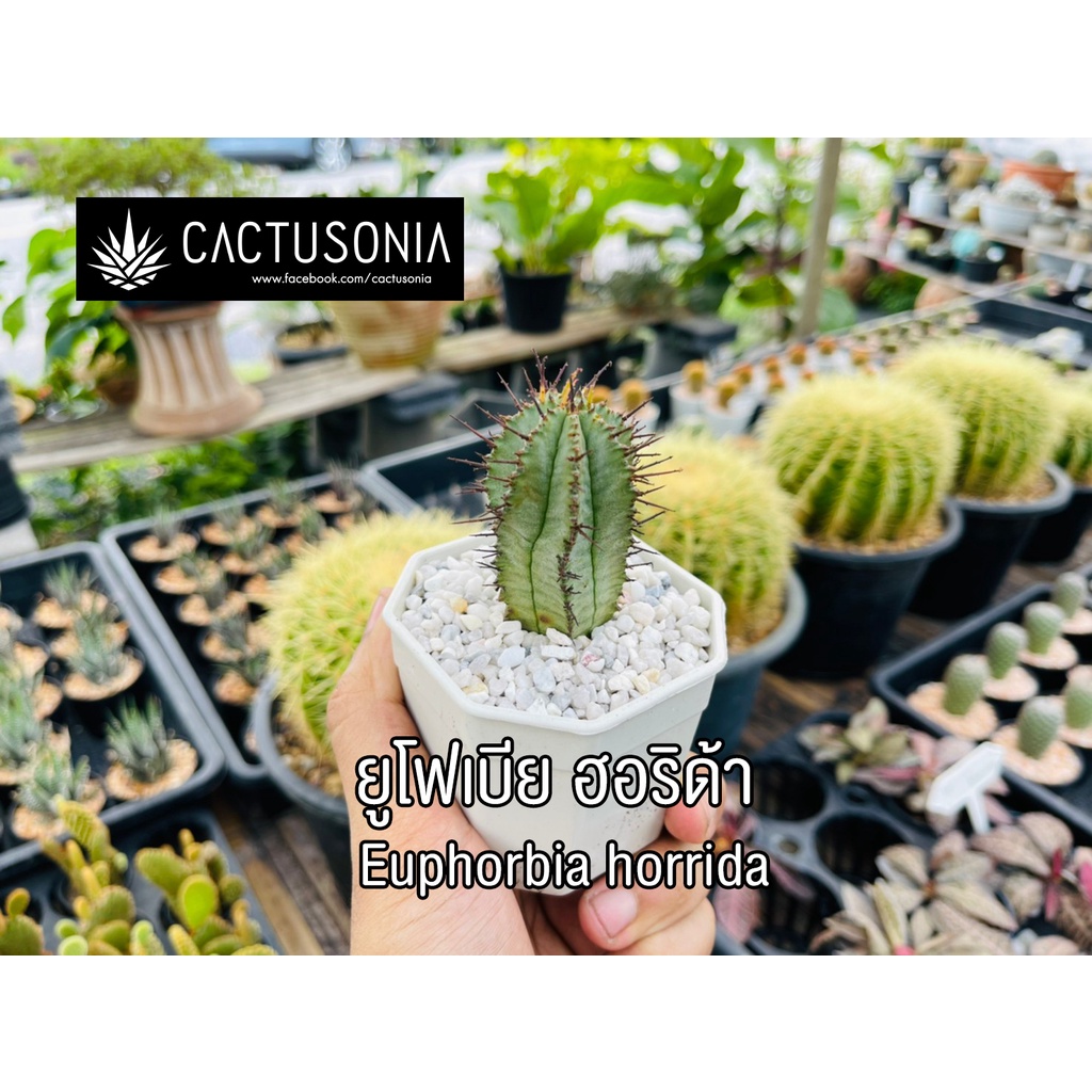 ยูโฟเบีย-ฮอริด้า-euphorbia-horrida-cactus-กระบองเพชร