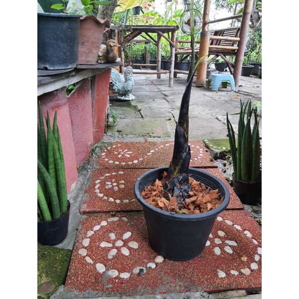 หน่อ-กล้วยตานี-ดำ1หน่อสูง50cm-ลักษณะลำต้นออกสีดำใบสีเขียวใหญ่ยาว-การใช้ประโยชน์
