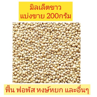 มิลเล็ตขาว (แบ่งขาย 200กรัม)  อาหารนกฟอพัส ฟิ้น หงษ์หยก