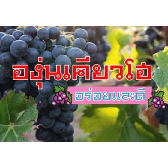 กิ่ง-กิ่งตอน-องุ่นเคียวโฮ-องุ่น-ต้นองุ่น-grape-vine-กิ่งป่าติดตา-กิ่งป่า-ติดตา-องุ่น-เคียวโฮ-grape-ผล-สี-ไร่อิงดาว