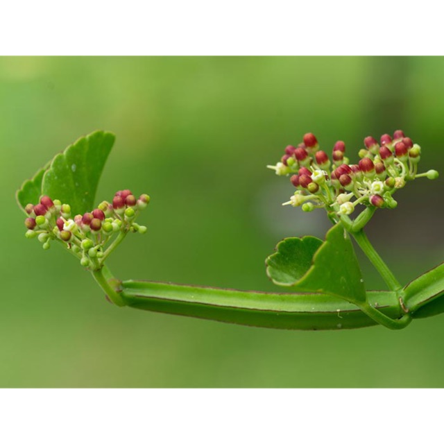 ชาคลายเส้น-ชาเอ็นยืด-1แถม1-เพิ่มมวลความหนากระดูก-ลดอาการปวดอักเสบตามร่างกาย