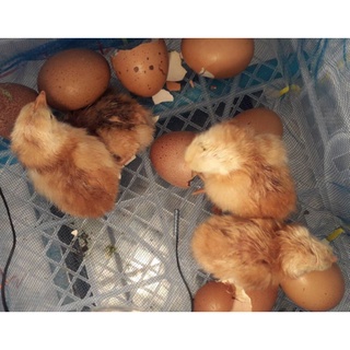 ภาพขนาดย่อของภาพหน้าปกสินค้าไข่เชื้อไก่ไข่ โรดไอแลนด์เรด (ชุด5-20ฟอง) จากร้าน ksppwttb บน Shopee ภาพที่ 4