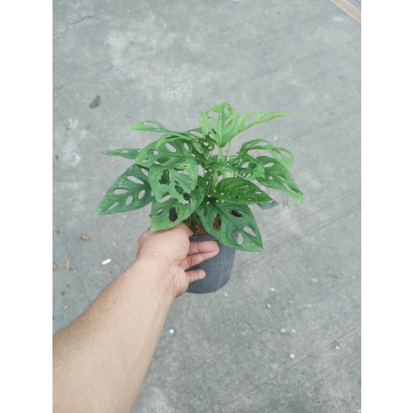 พลูฉลุ-กระถาง6