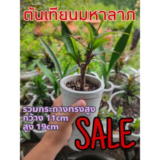 ต้นเทียนมหาลาภ ปลูกแล้วมหาเฮง🌱 ราคาพร้อมกระถางปูนเปลือยทรงสูง ไม่เหมือนใครในโลก