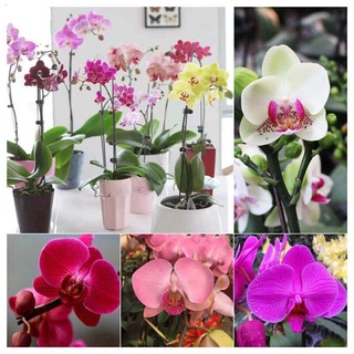 100 เมล็ด ฟาแลนนอปซิส Multicolor Flower Seed เมล็ดดอกไม้ ไม้ประดับ เมล็ดดอกไม้สวย บอนไซ บอนสีหายาก แต่งบ้านและสวน Plants