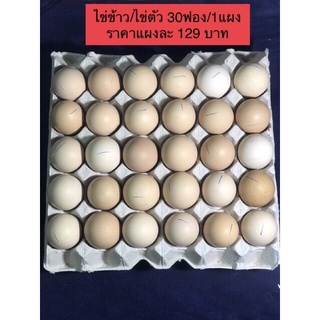 ภาพหน้าปกสินค้าไข่ข้าว/ไข่ตัว🐣ราคาส่ง1แผง🔥ราคา129บาท🔥#ไข่ฮ้างฮัง#ไข่ลูกอ่อน#ไข่ข้าวไข่ตัวนึ่งสุก ที่เกี่ยวข้อง