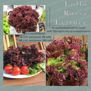 เมล็ดพันธุ์ ผักสลัด โลโลรอสซ่า 500 เมล็ด Lollo Rossa Lettuce Seed เมล็ดพันธุ์แท้ นำเข้าจากต่างประเทศ ปลูกผัก สวนครัว生菜/种