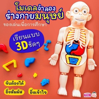 Human Body Toy ของเล่นหุ่นจำลองร่างกายมนุษย์ ของเล่นstem ของเล่นเพื่อการศึกษา ของเล่นวิทยาศาสตร์ ของเล่นเด็ก TY687