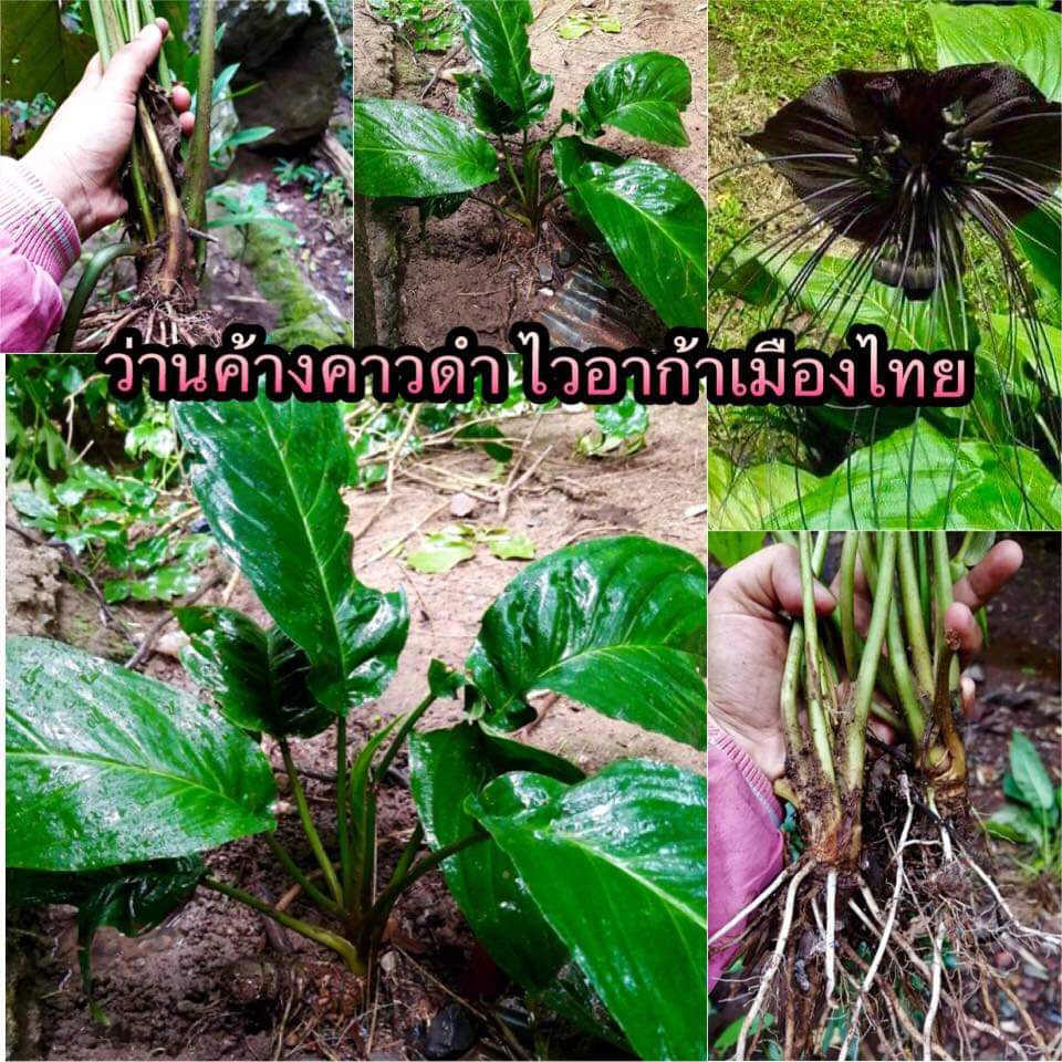 ขาย-เหง้า-ว่าน-ต้น-ดอก-ว่านค้างคาวดำ-ม้าถอนหลัก-นางครวญ-บ้านไร่อุดมสุข