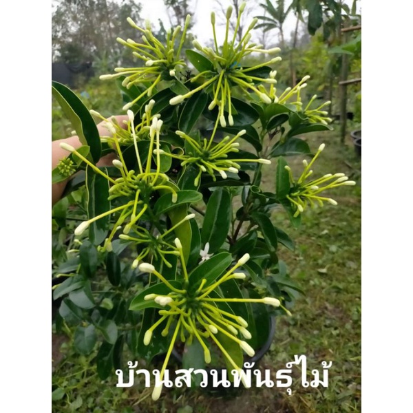 ต้นพุดบุญรักษา-กระถาง-10-นิ้ว