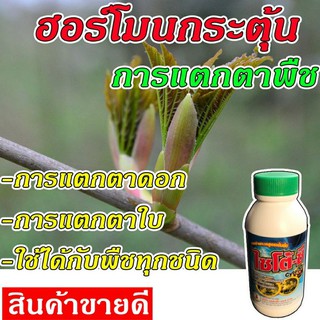 สูตรเข้มข้น ฮอร์โมนกระตุ้นการแตกยอด แตกตา 100 cc. เร่งการเจริญเติบโต ใช้ง่าย [ไซโตซี]