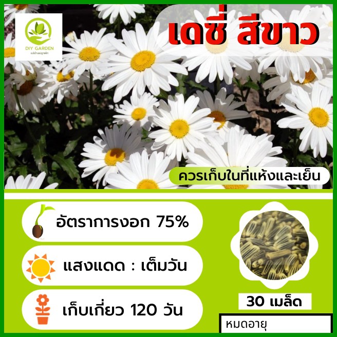 เมล็ดพันธุ์ดอกไม้-เดซี่-เมล็ดพันธุ์ดอกไม้นำเข้า-ดอกไม้แห่งความรัก-จัดสวน-แต่งสวน-ดอกไม้-ปลูกดอกไม้-ปลูกผัก-ผักสวนครัว