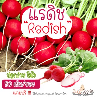 เมล็ดพันธุ์แรดิช 50เมล็ด อัตราการงอก95% ปลูกง่าย โตไว (แถมฟรี เมล็ดผักทุกออเดอร์)