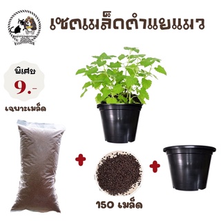 🍀เชตพร้อมปลูกเมล็ดแคทนิป150 เม็ด +ดิน+กระถาง🍀 ราคาชุดละ19 บาทมีชำระปลายทางค่าส่ง22 บาท