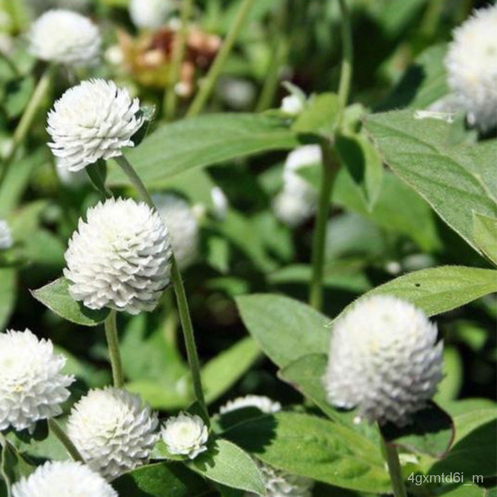 ผู้ค้าส่งเมล็ดพันธุ์-เมล็ดพันธุ์-ดอกบานไม่รู้โรย-สีขาว-white-amaranth-flower-seed-40เมล็ด-เมล็ดพันธุ์แท้-นำเข้าจากต่า