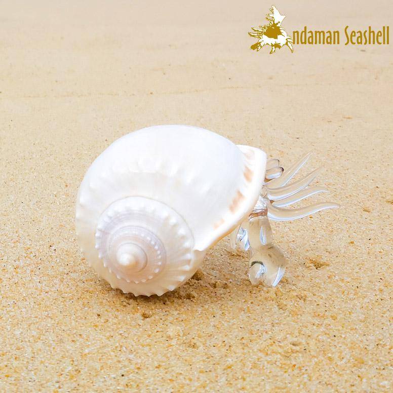 andaman-seashell-แก้วเป่าติดเปลือกหอย-รูปปูเสฉวน-ติดเปลือกหอยกระต่าย-phalium-glaucum-ไซส์-a