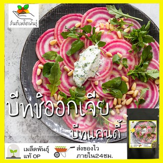 เมล็ดพันธุ์ บีทชิออกเจีย 50 เมล็ด Chioggia Beet เมล็ดพันธุ์แท้ นำเข้าจากต่างประเทศ ปลูกผัก50 เมล็ด (ไม่ใช่พืชที่มีชีวิต)