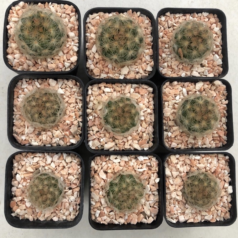 สีดอกภาพแรกน้า-ขน-mammillaria-plumosa-jp-x-mammillaria-carmenae-แมมขนนกขาวญี่ปุ่นดอกสีชมพูผสมแมมคาร์มิเน่