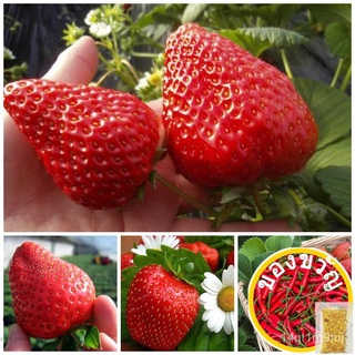 เมล็ดอวบอ้วน100%เมล็ดพันธุ์ สตรอเบอร์รี่ Sweet Strawberry Seeds Fruit Seeds บรรจุ 200 เมล็ด เมล็ดสตอเบอรี่ พันธุ์ไม้ผล ต