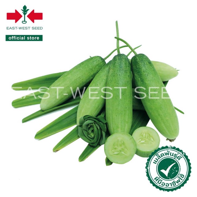 ภาพหน้าปกสินค้าซื้อ10แถม1 เมล็ดพันธุ์แตงกวา (Cucumber seeds) หอมใบเตย F1 เมล็ดพันธุ์ผัก เมล็ดพันธุ์ แตงกวาใบเตย ตราศรแดง 40เมล็ด ลดกระ จากร้าน b.bowy_459 บน Shopee