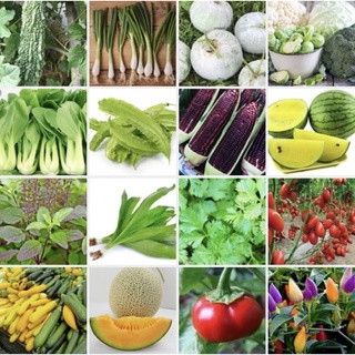 สินค้า ⚡️โค้ด \"EWD2VV\"(10แถม1) เมล็ดพันธุ์ผัก เมล็ดผัก เมล็ดผักสวนครัว กว่า100ชนิด ปลูกไว้ทานเองปลูกง่ายโตไว ราคาถูก