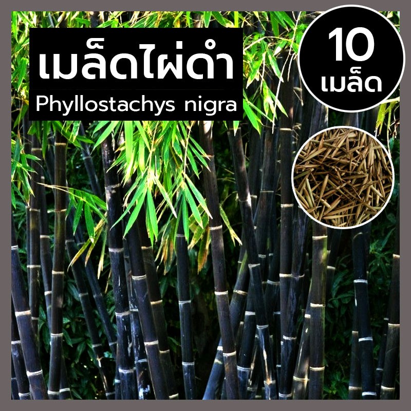 เมล็ดไผ่ดำ-เมล็ดไผ่สีดำ-ไม้มงคล-เมล็ดพันธุ์-ไผ่ดำ-หายาก-phyllostachys-nigra-black-bamboo-สายพันธุ์แท้-นำเข้า