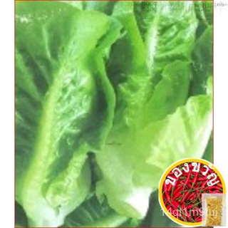 Benih Salad Wangi Manis Bujur / Lettuce Love Seeds / 油麦ผักกาดหอมเมล็ด (250   Biji)通心菜/头饰/生菜/种子/文胸/玫瑰/内裤/香菜/裙子/手链/ D2WN