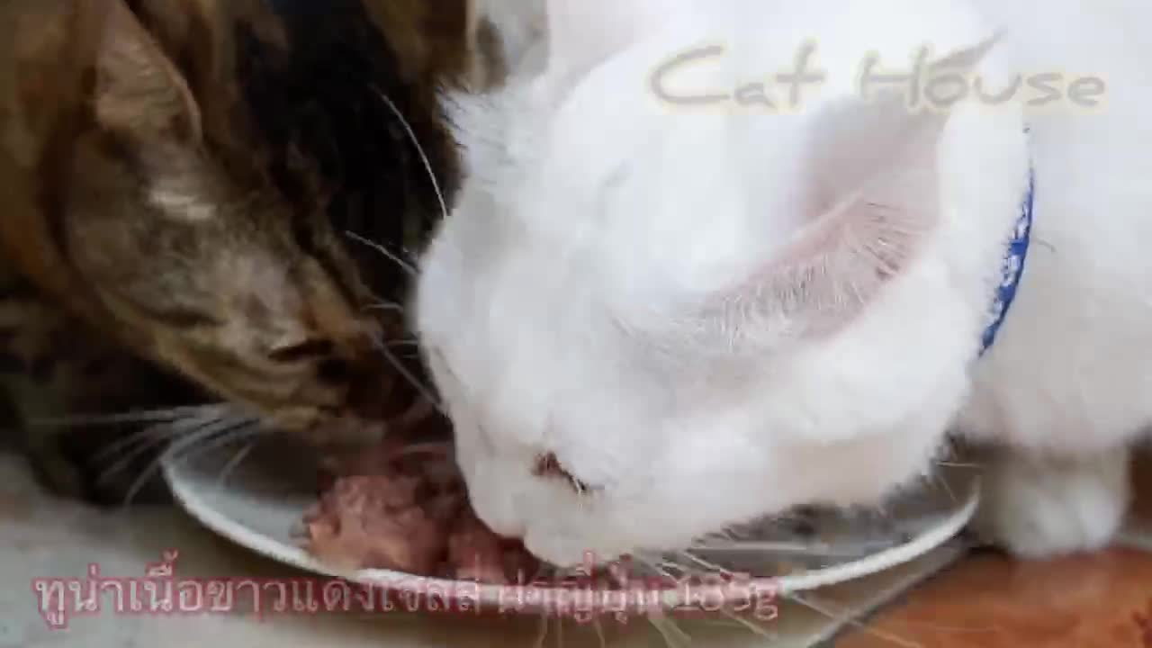cat-house-185g-ขายดีอันดับ1-อาหารแมวกระป๋อง-อาหารแมวเปียก-อาหารสุนัข