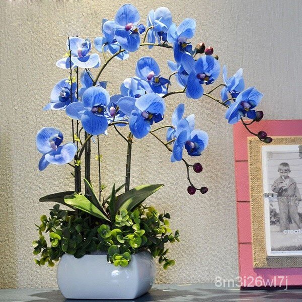 เมล็ดพันธุ์-ถูก-คละ-เมล็ดพันธุ์-ฟาแลนนอปซิส-phalaenopsis-seeds-orchid-mixed-flower-seeds-กล้วยไม้-เมล็ดพันธุ์คุณ-3mh6