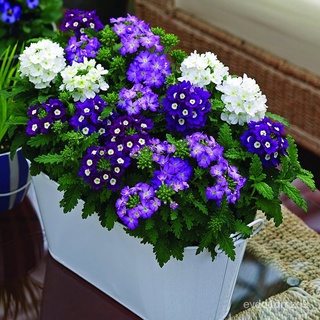 [Fast Delivery] High Quality Verbena hybrida Seeds for Sale Bonsai Potted Flowering Plants Seeds Gardening Flower Seeds